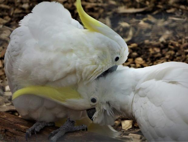 Cockatoo COCKATIEL