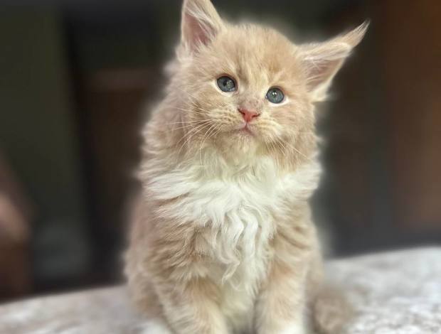 Maine Coon Mine coon with pedigree,  of cattary , European origin
