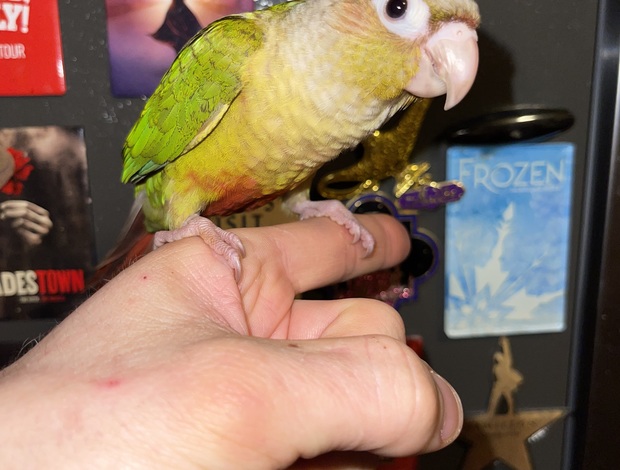 Conure Tame Cinnamon Greencheek