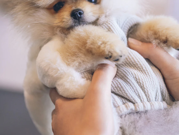 Pomeranian Cute Male and Female Pomeranian Puppies