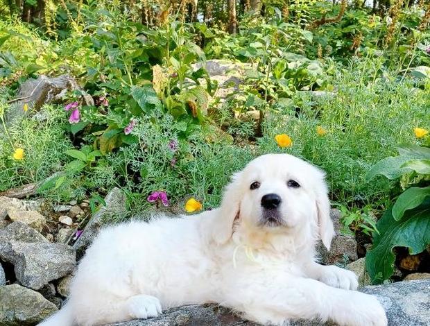 Golden Retriever Golden Retriever Puppies