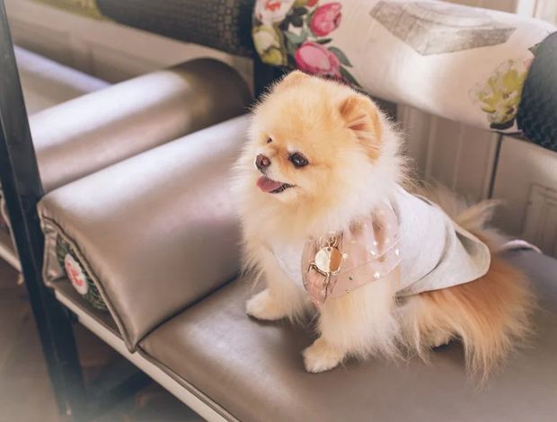 Pomeranian Pomeranian Male and Female Puppies For Rehoming