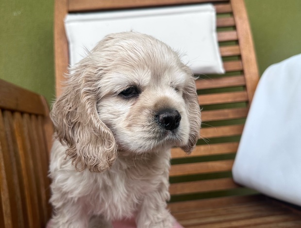 American Cocker Spaniel American cocker Spaniel
