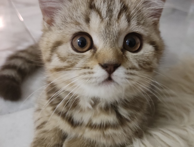 Scottish Fold Scottish straight
