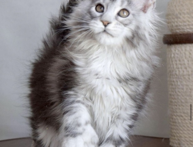 Maine Coon Maine coon kittens for sale