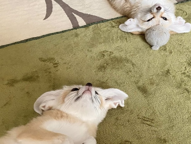 Fennec fox Fennec fox for sale