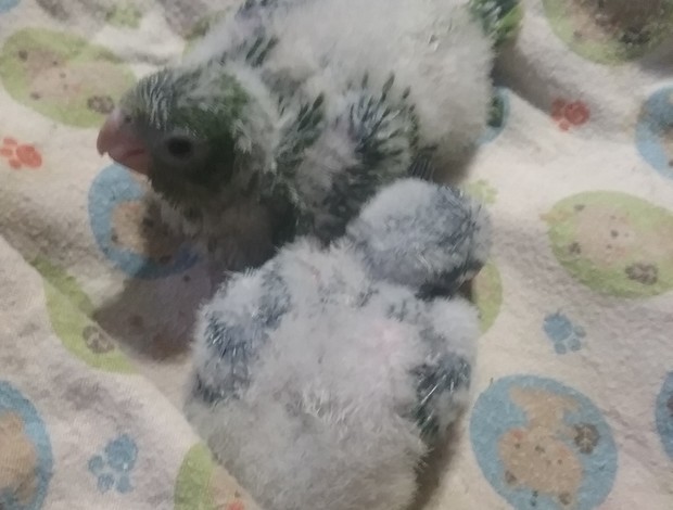 Quaker Parrots Hand fed baby quakers