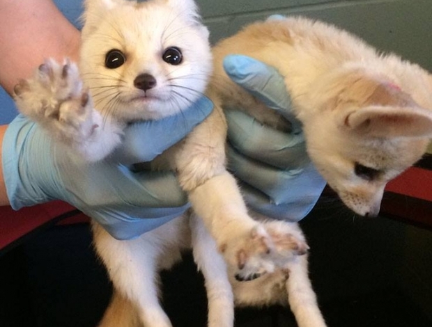 Fennec fox Babies Male And Female Adorable Fennec Foxes