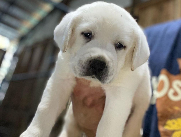 Labrador Retriever AKC ENGLISH WHITE LABRADOR PUPPIES
