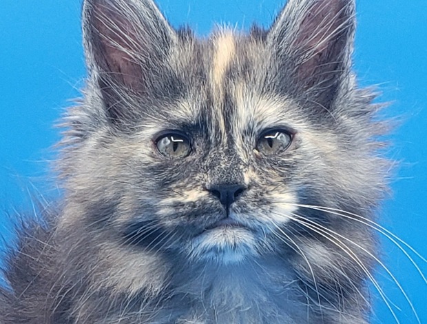 Maine Coon Purebred European Maine Coon Kittens,Polydactyl &Regular 12 weeks,TICA