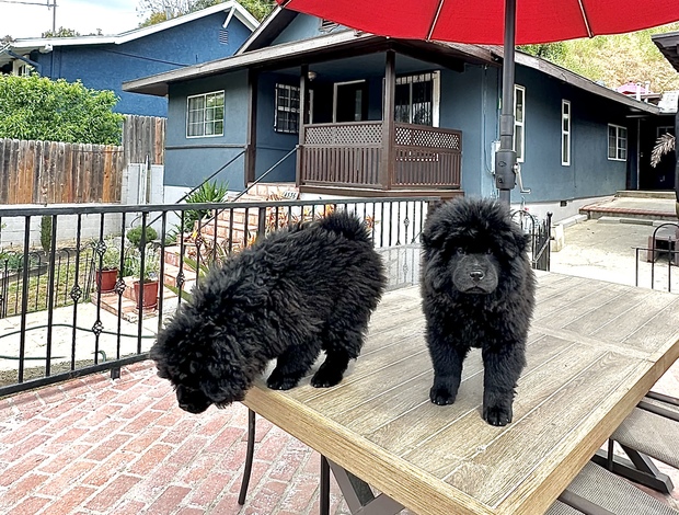 Chow Chow 2 Chow Chow girls!