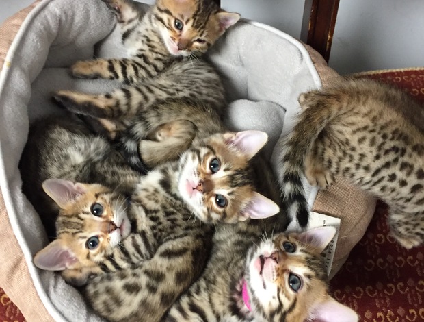 Bengal Bengal Kittens Tica Registered