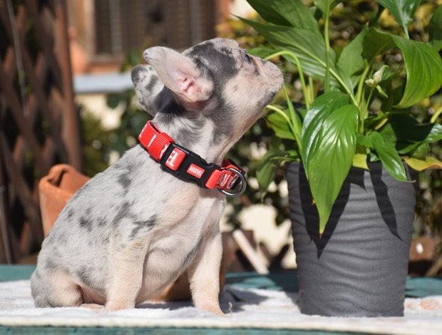 French Bulldog French bulldog puppy for sale