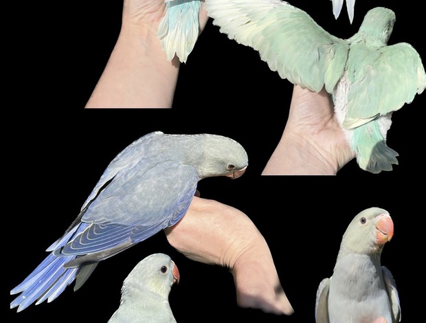 Conure Variety of Birds for sale!