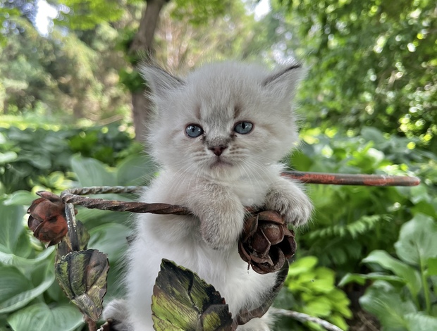 Ragdoll male ragdoll, Persian kitten