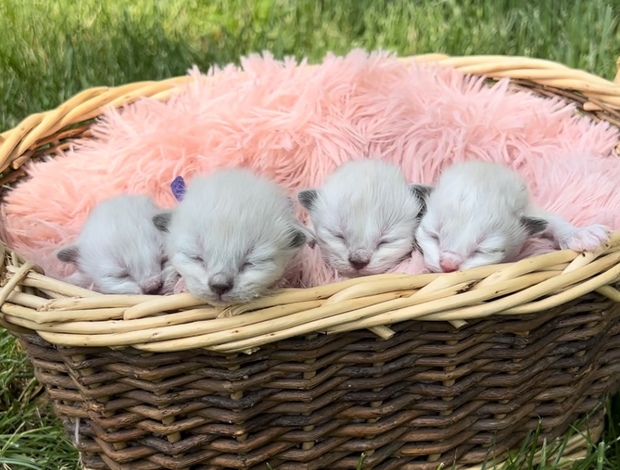 Ragdoll Females Ragdolls