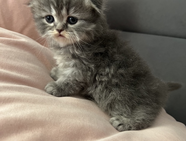 Scottish Fold Scottish Fold kittens-шотландские котята