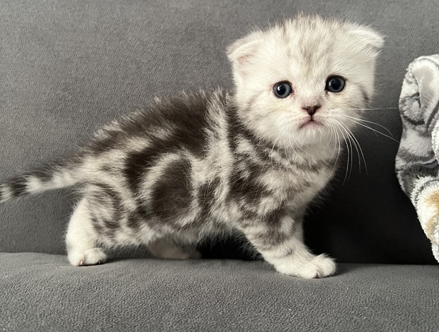 Scottish Fold Scottish Fold kittens-шотландские котята