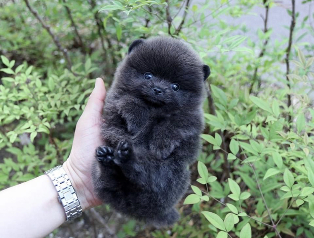Pomeranian Pure black teacup Pomeranian puppy