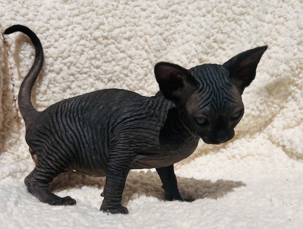 Sphynx Gorgeous solid black Sphynx girl