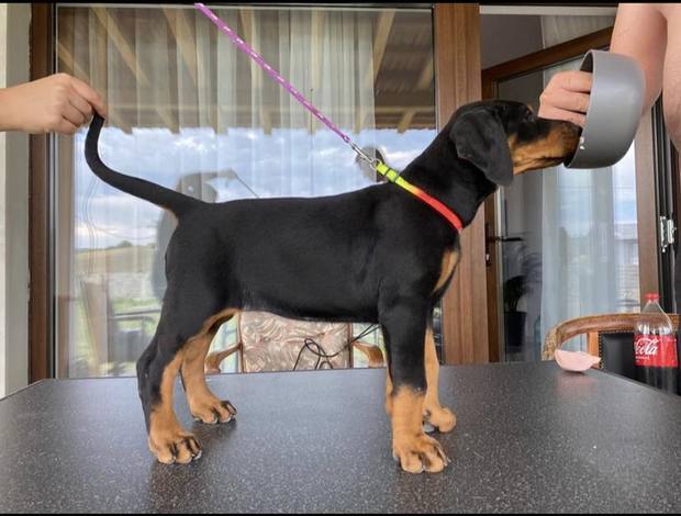 Doberman Pinscher 🔥🐶Best Puppy🐶🔥