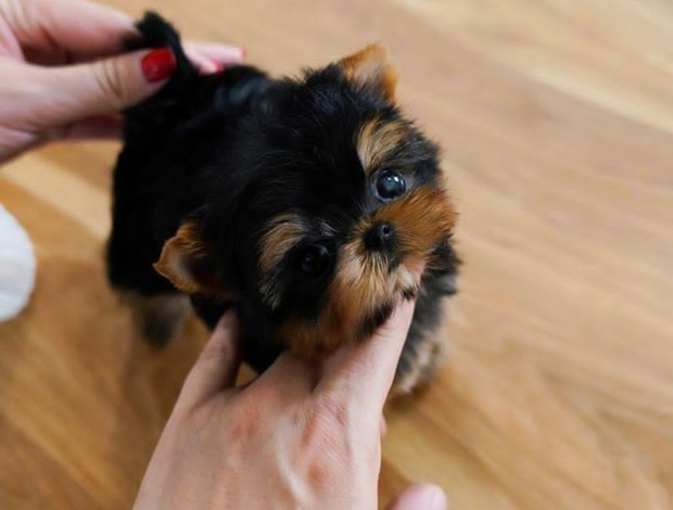 Yorkshire Terrier Teacup Yorkie puppies available text: 4056878571