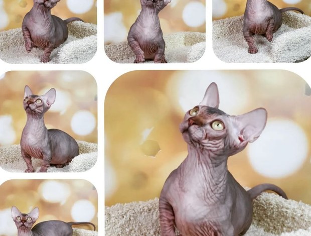 Sphynx Sphynx and bambinos kitten's available