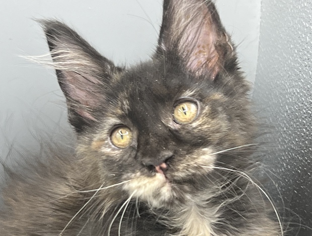 Maine Coon Black Tortie  Maine Coon Girl