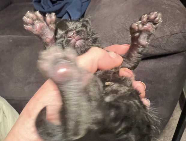 Maine Coon Black Maine coon girl