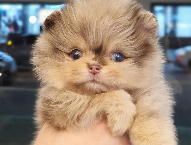 Pomeranian Stunning Pomeranian puppy for rehoming