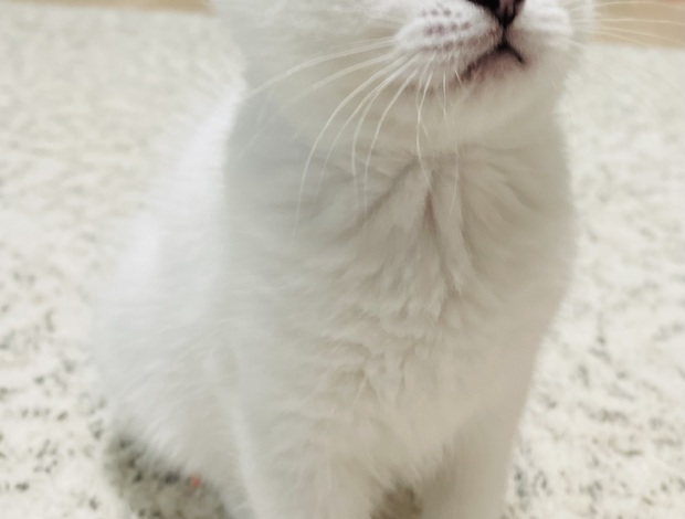 British Shorthair Olga Vlasevich