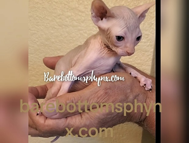 Sphynx Sphynx male kittens very sweet
