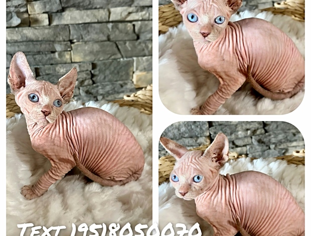 Sphynx Hairless sphynx kittens available california