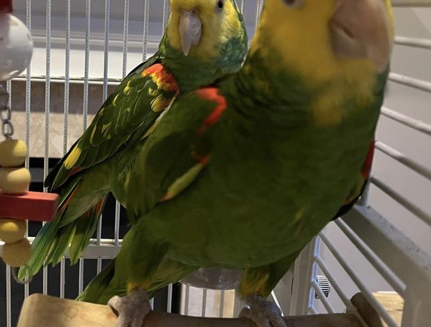 Amazon Parrot Double Yellow Amazon Pair