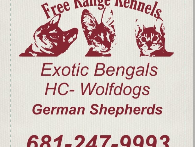 Czechoslovak Wolfdog Hc wolf dog puppies