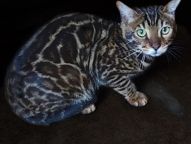 Bengal F2 male Bengal