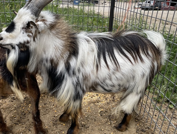 Sheep & Goats Nigerian Dwarf Goats