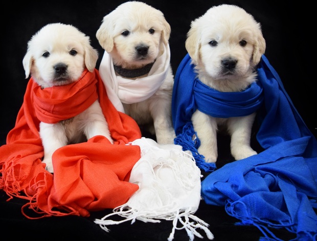 Golden Retriever Golden Retriever Puppies