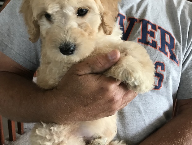 Golden Retriever Goldendoodle F1