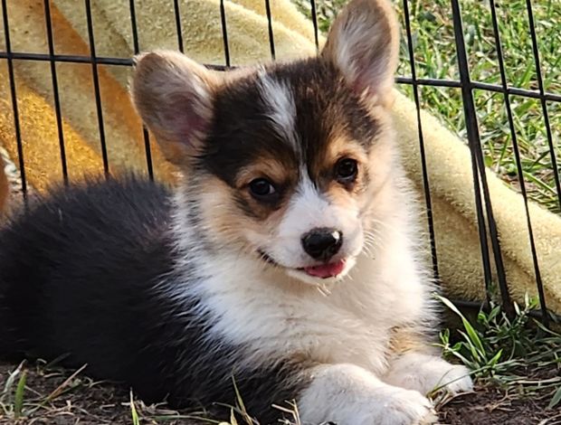 Welsh Corgi, Pembroke Beautiful American Corgi Puppies