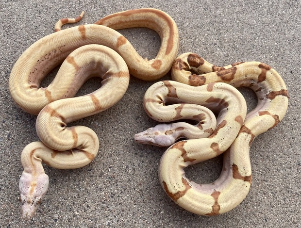 Snakes Boa Constrictor Babies