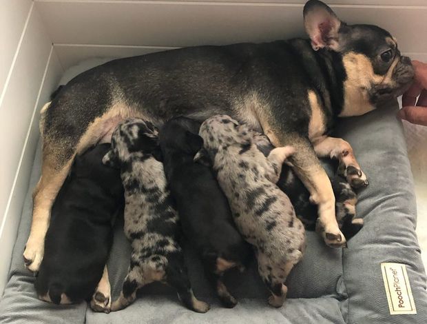 French Bulldog Adorable Frenchies