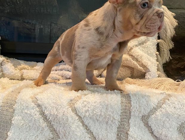 French Bulldog Merle Frenchies