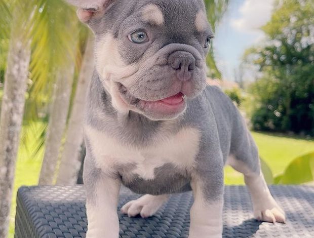 French Bulldog Lilac and tan quad carrier girl Available