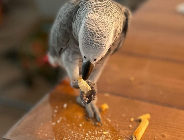 African Grey Parrot !!!African Grey Parrots for sale