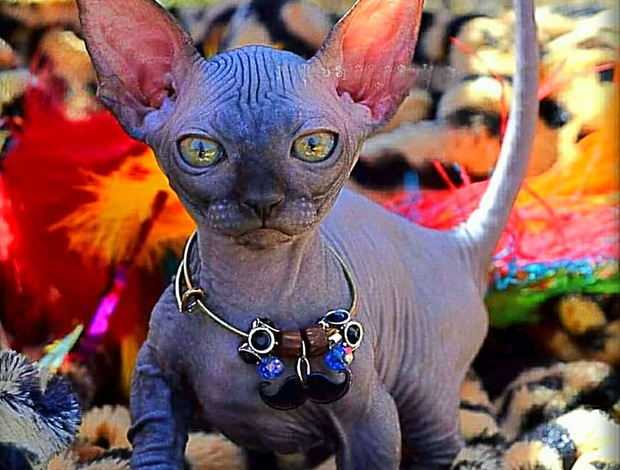 Sphynx California bullycats sphynx bambino