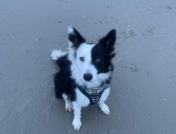 Border Collie Border Collie Available In Florida