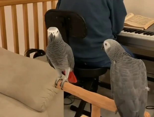 African Grey Parrot Beautiful African Grey Parrots Available