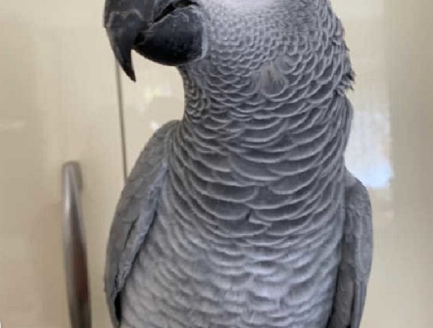African Grey Parrot African grey female parrot
