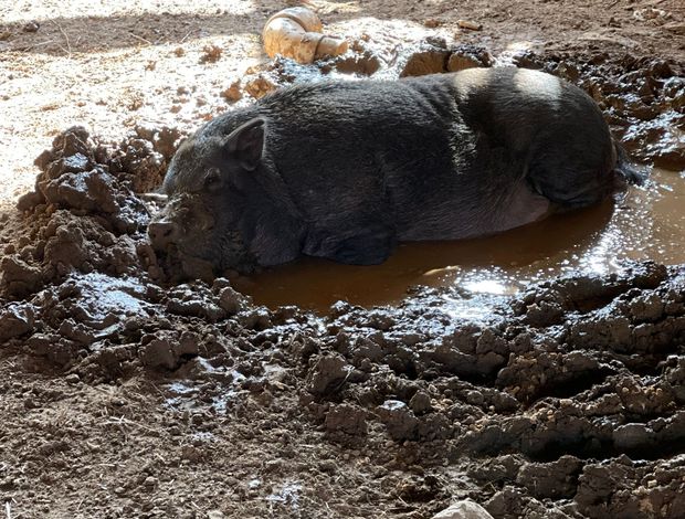 Other farm animals Closing down farm - mini pigs